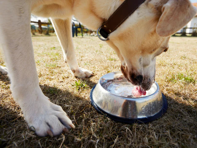【獣医師監修】犬の1日に必要な水分量は？